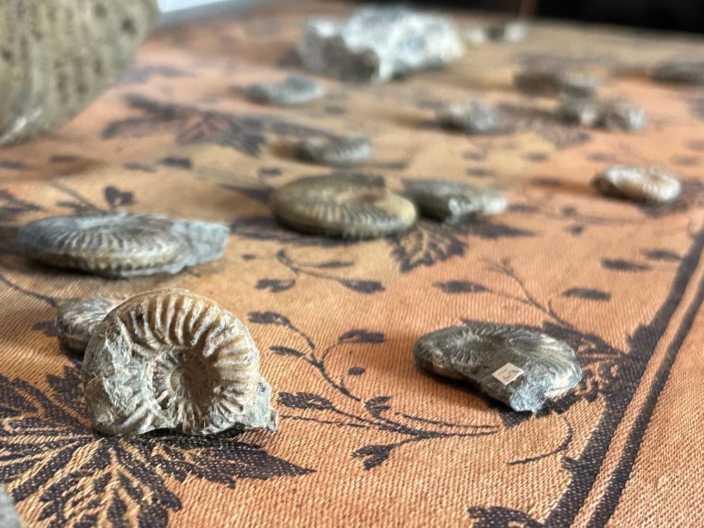 A brown table cloth with small ammonite fossils scattered about it