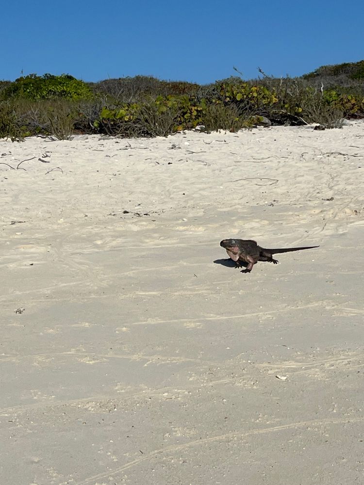 Iguana on a beach