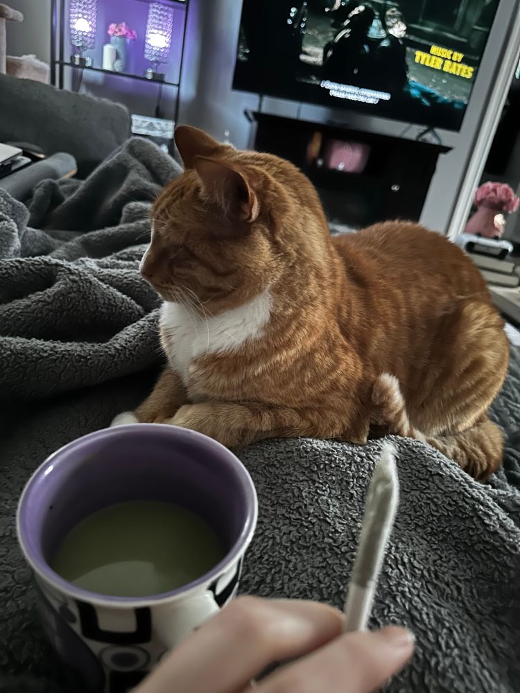Kylo ren orange cat on my lap