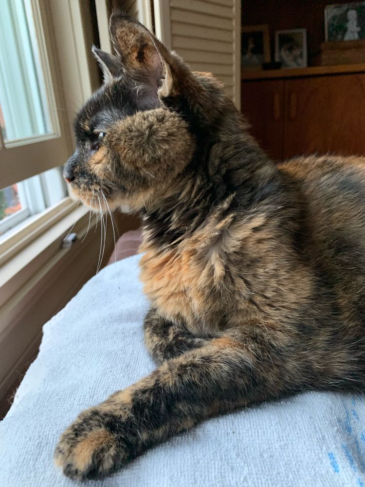 Coco, an ailing 17.5 year old tortoiseshell cat, catching a last sniff of outdoor air from her favorite vantage point. 
