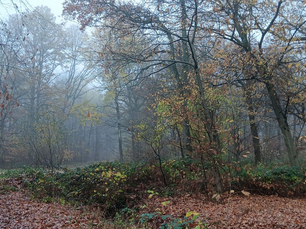 Forêt dans la brume en Seine-et-Marne. 