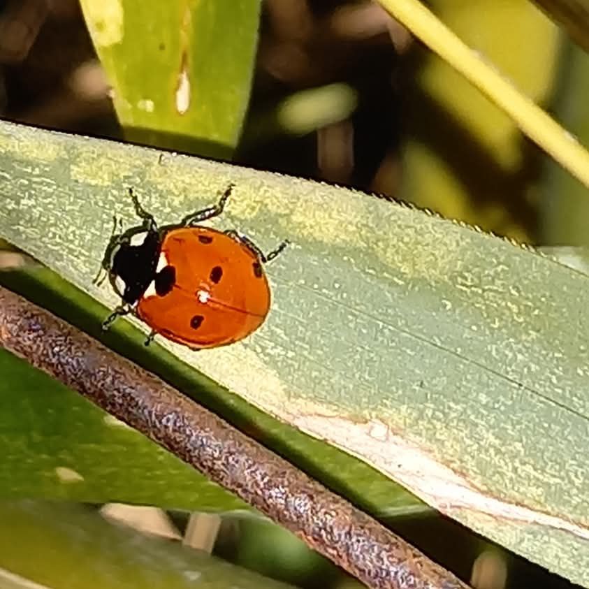 Une coccinelle 