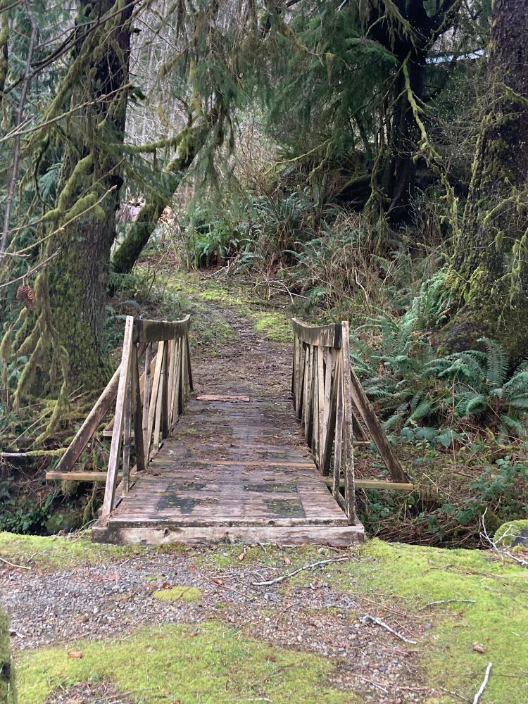 A mossy wooden bridge over a creek, surrounded by lush green vegetation