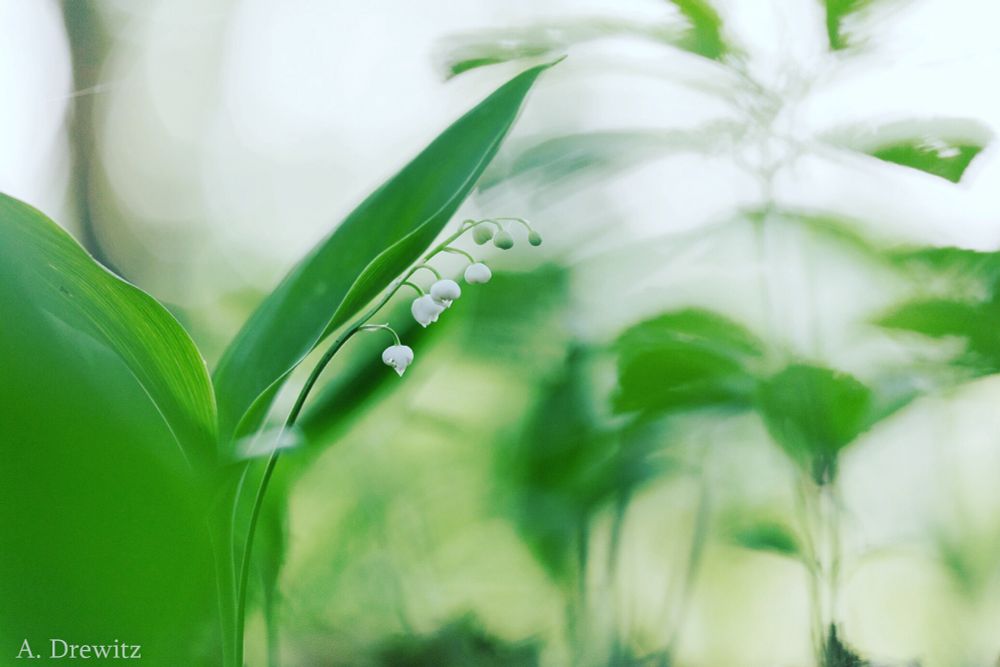 A close-up photograph of a delicate Lily of the Valley plant in a soft, green forest setting. The main focus is on a single, slender stem arching gently to the left, adorned with small, bell-shaped white flowers hanging down. Each flower is smooth and rounded, and they gradually increase in size from top to bottom. The plant is surrounded by large, smooth green leaves, and the background is softly blurred, giving a dreamy, tranquil feel. Gentle sunlight filters through the foliage, creating a peaceful and natural atmosphere.