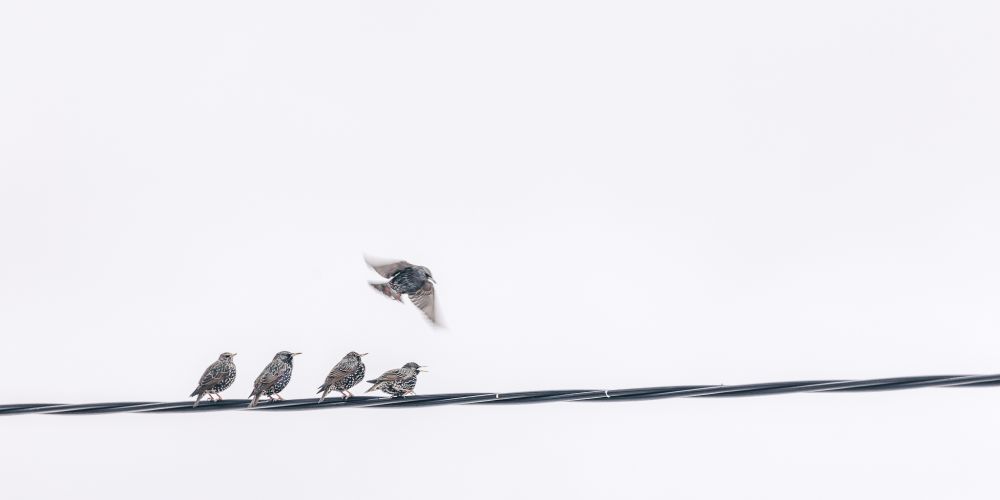 Das Bild zeigt fünf Vögel auf einem schwarzen Stromkabel vor einem sehr hellen, fast weißen Hintergrund – ein bewölkter Himmel. Vier der Vögel sitzen nebeneinander ruhig auf dem Kabel, während der fünfte gerade im Flug begriffen ist und sich leicht über den anderen befindet. Die Vögel sind Stare mit dunklem, schimmerndem Gefieder, das mit hellen Punkten gemustert ist. Die Bewegung des fliegenden Vogels ist leicht verschwommen, was seine Dynamik unterstreicht.

Die Komposition ist minimalistisch: viel freie Fläche, klare Linien und ein starker Kontrast zwischen den dunklen Vögeln und dem hellen Hintergrund. Das Bild vermittelt Ruhe, Einfachheit und einen Moment des Übergangs – vom Sitzen zum Fliegen.