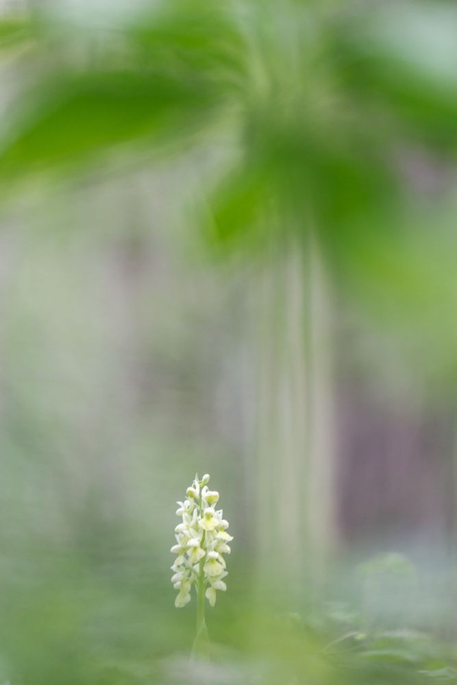 In the center of the image stands a single, delicate wildflower with a cluster of pale yellow and white blossoms. The flower rises vertically from the ground and is sharply in focus, standing out against a soft, dreamy background. The background is a blur of green shades, suggesting a lush forest or meadow. The out-of-focus green tones create a peaceful, almost ethereal atmosphere, making the flower appear as the quiet focal point of the natural scene.