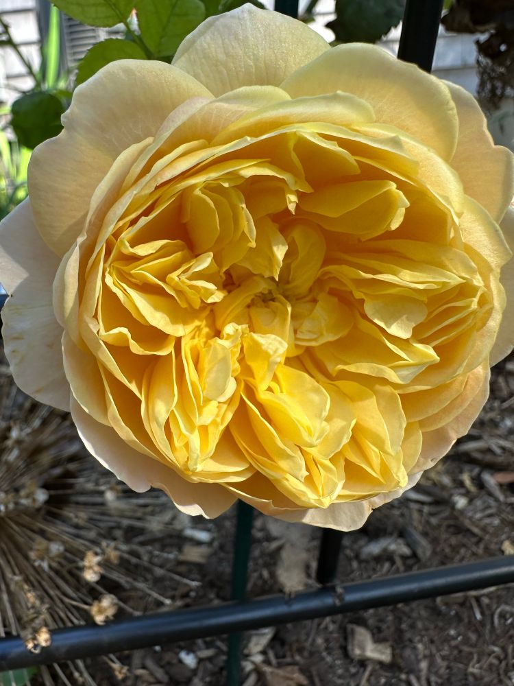 Sunshine yellow petals in a large David Austin rose seemingly elevated by natural light to add a smile to your day💛