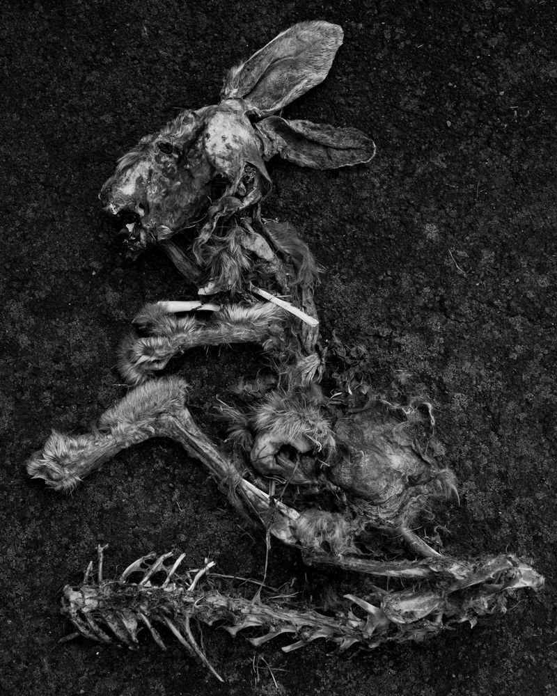 The image shows a vertical format, surreal black and white street photograph with skeletal, partially decomposed remains of a rabbit filling the frame and lying on tarmac, seen from above somehow resembling the shape of Britain 

photography by Al Keddie