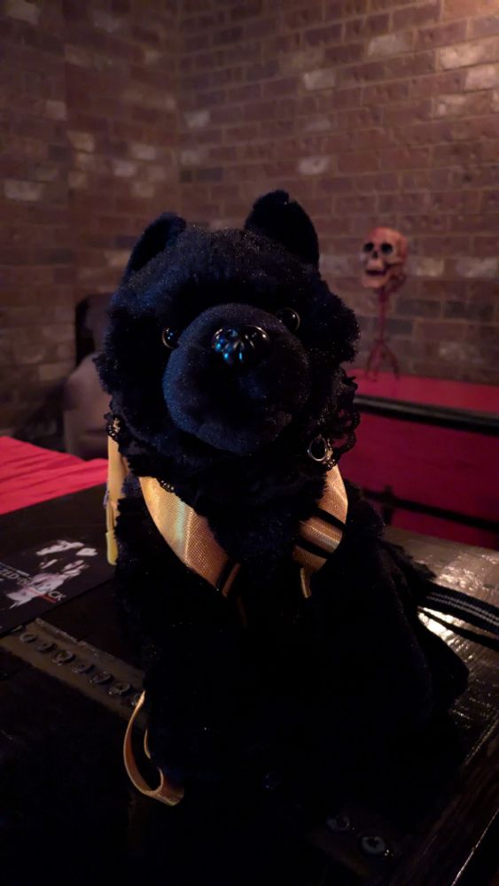 A black wolf plush with a backpack harness on. A fake human skull is sitting on a table in the background 