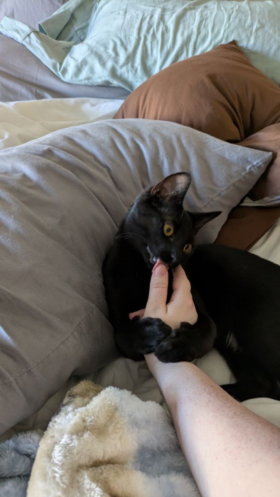A black kitten hugging around the owner's hand and the kitten is kissing their thumb.