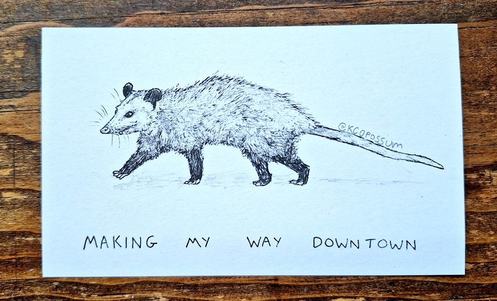 Ink pen illustration of an opossum mid-stride with the caption "making my way downtown" by @kcopossum