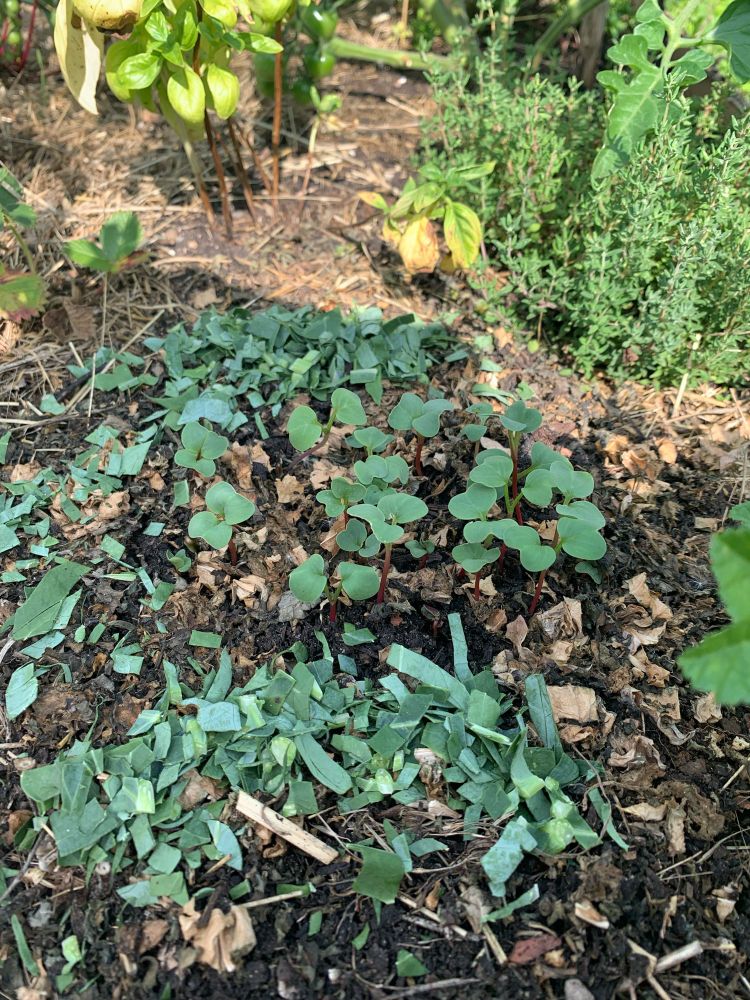 Radieschen keimen prächtig.