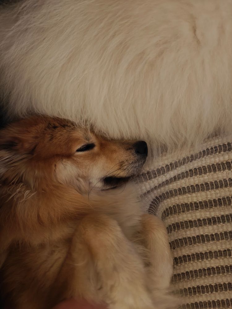A picture of a fluffy, light brown Finnish Lapphund dog sleeping in an adorable pose, his head just barely against the soft fur of an another dog.