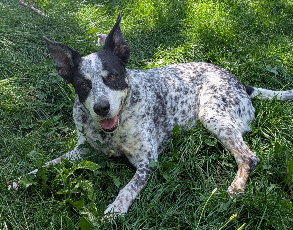 Spotted dog lying in the grass, smiling like a goofball.