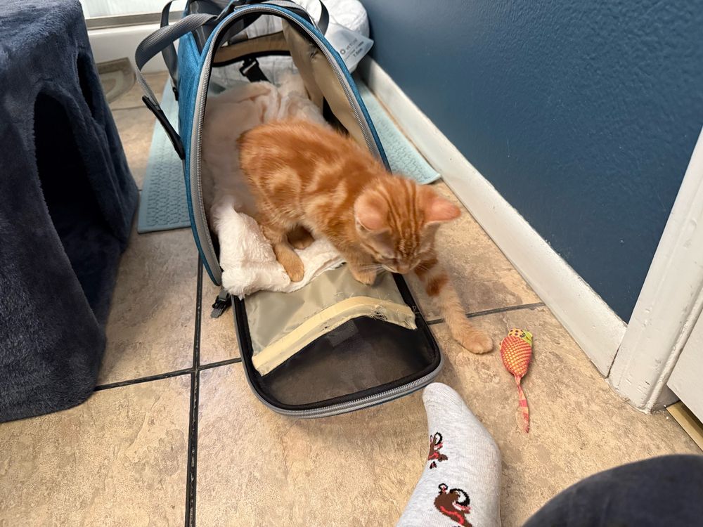 Milo’s first step in his new home. 