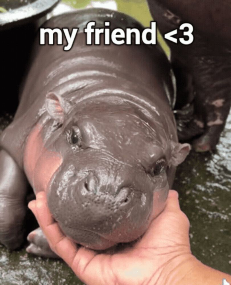 a person petting a hippopotamus with the words my friend < 3 above it