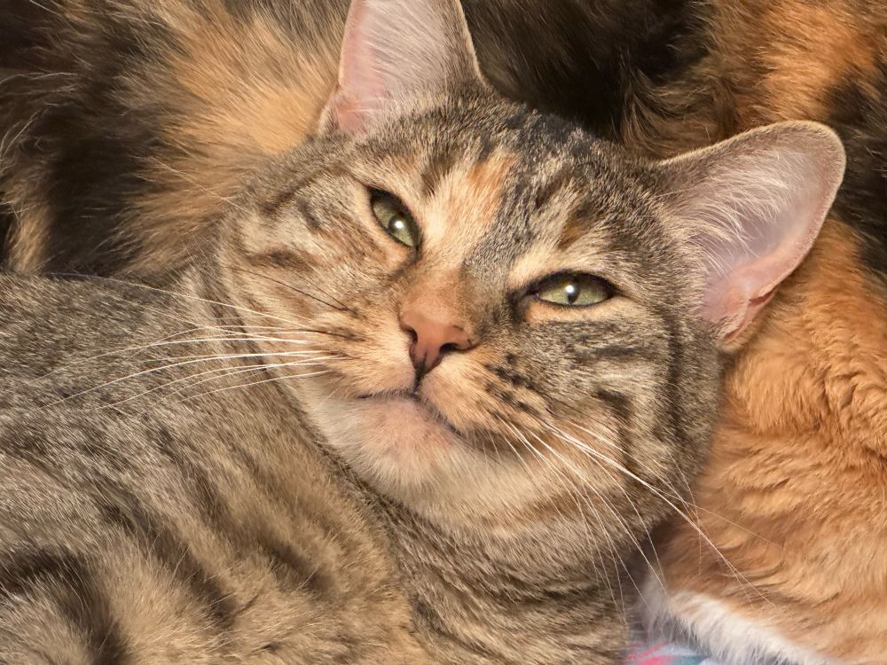 A sleepy grey tabby cat