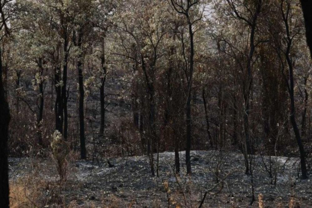 Fazendeiros são multados em R$ 100 milhões por incêndio florestal no Pantanal