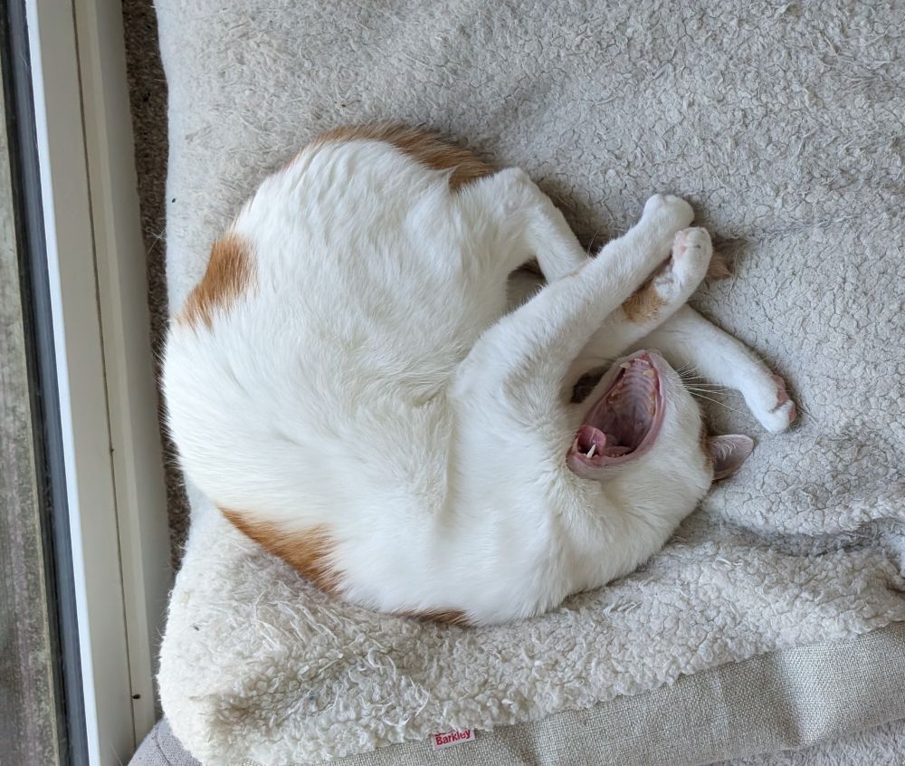 Photo of lemon cat yawning
