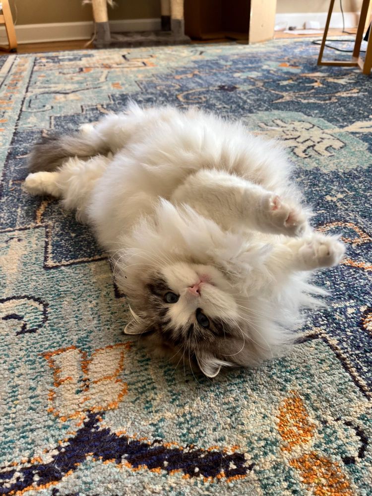 Floofiest cat ever, laying on her back with arms and legs akimbo