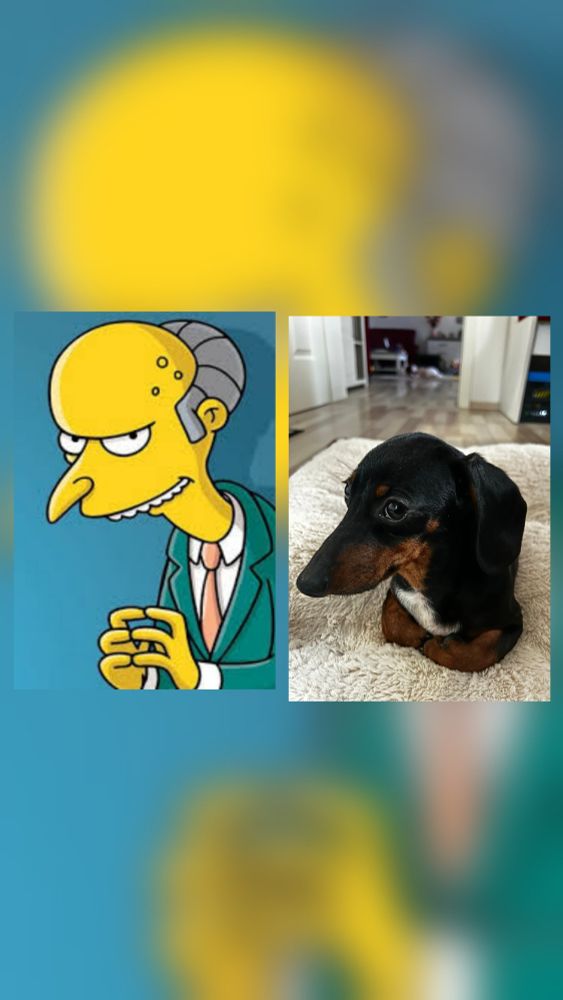 Eine Collage aus 2 Bildern. Links Mr. Burns (Die Simpsons) und rechts ein braun schwarzer Dackelwelpe mit weißer Brust, die Mr. Burns sehr ähnlich sieht. 