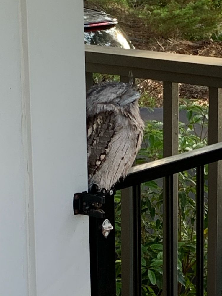 Tawny frogmouth on gate