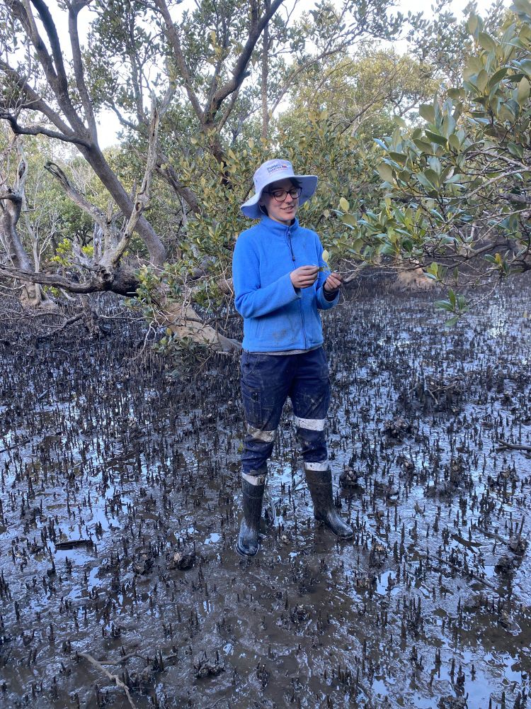 Student looking at comparatively health mangrove forest that is used as a reference site
