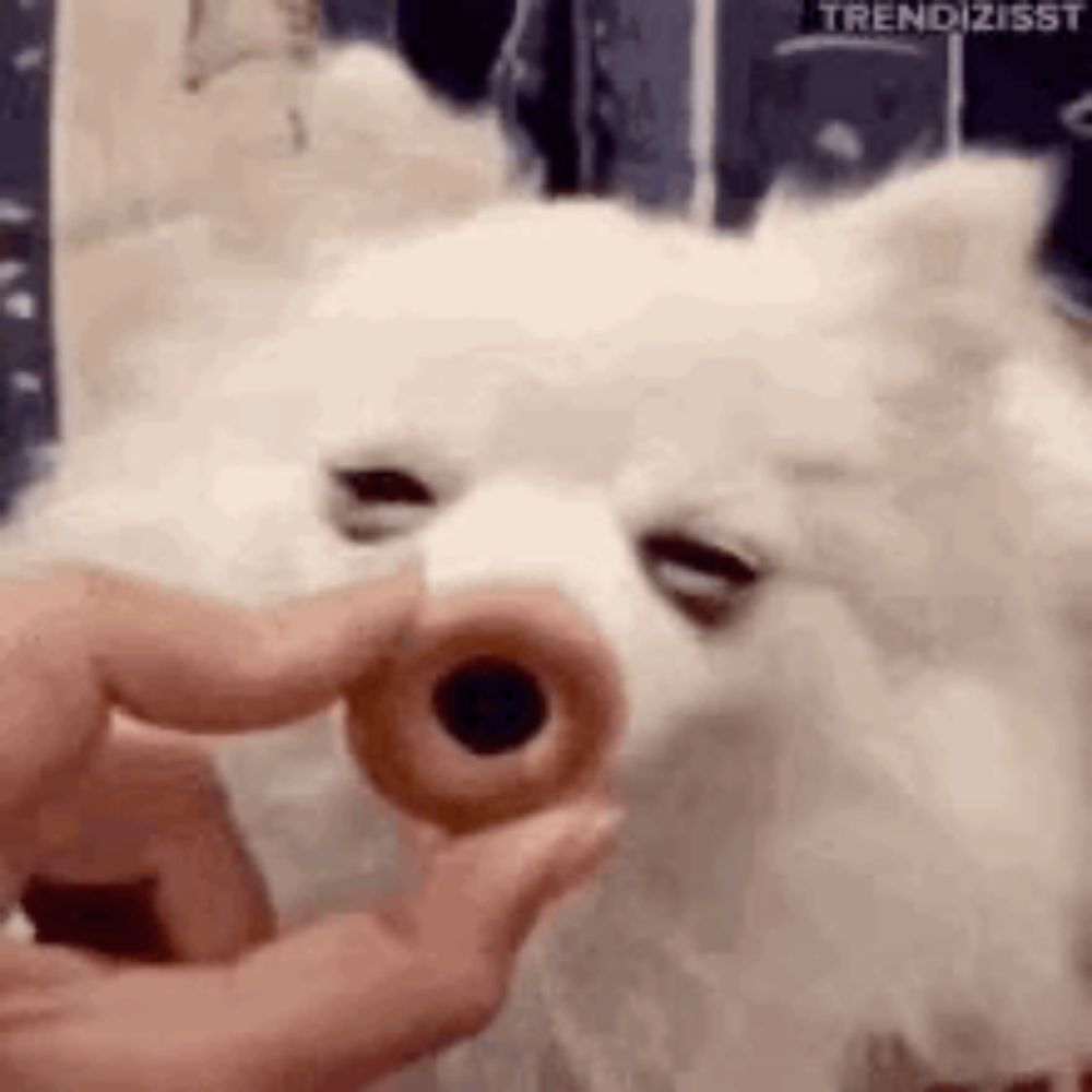 a person is feeding a white dog a donut with a hole in its nose .