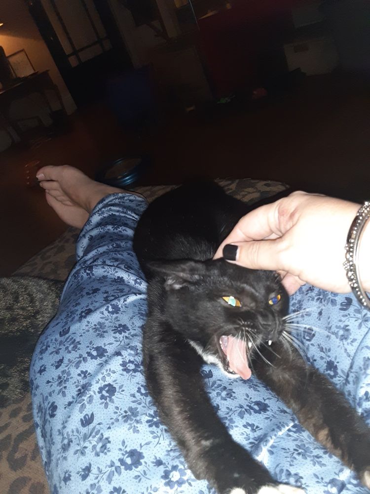 Angry kitty stretching with fangs out