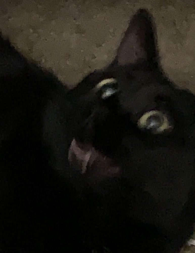 A black cat with green eyes caught with her mouth open like she is screaming