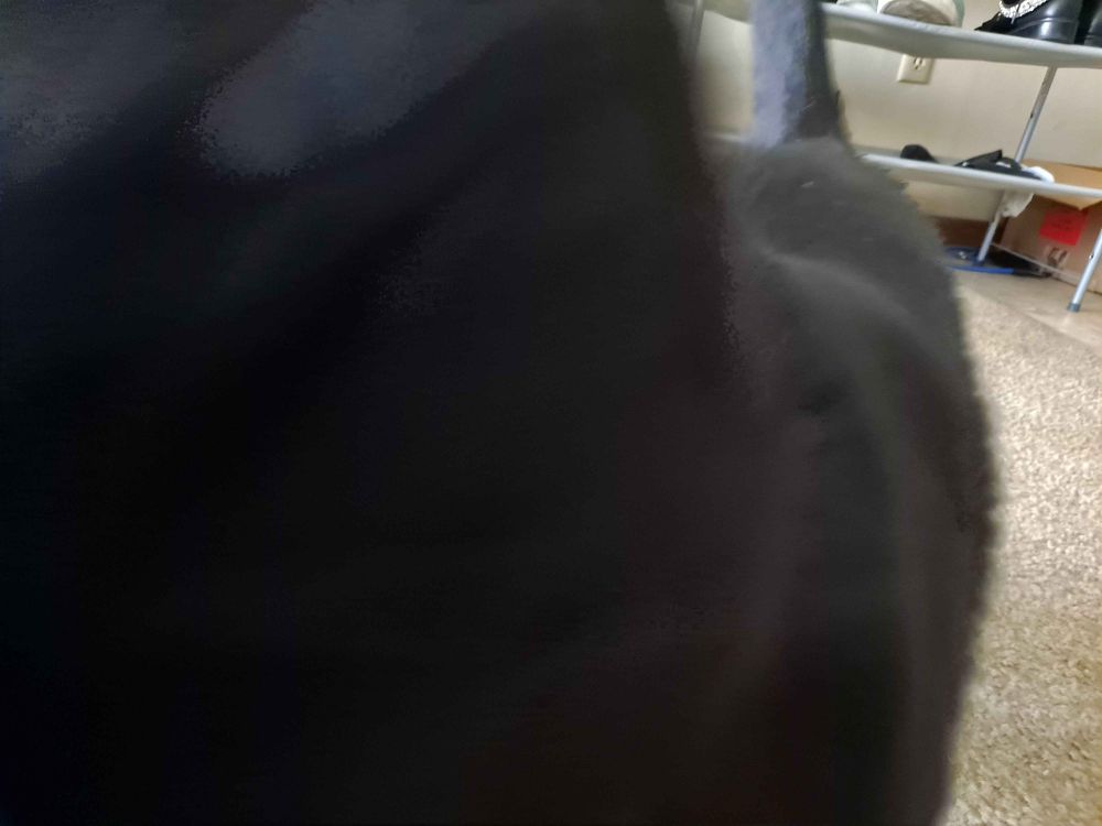 A motion blur shaped kind of like a black cat