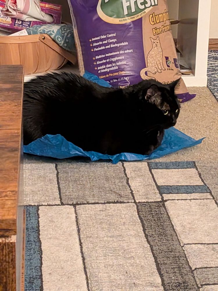 Black cat loafing on a piece of blue tissue paper on the floor