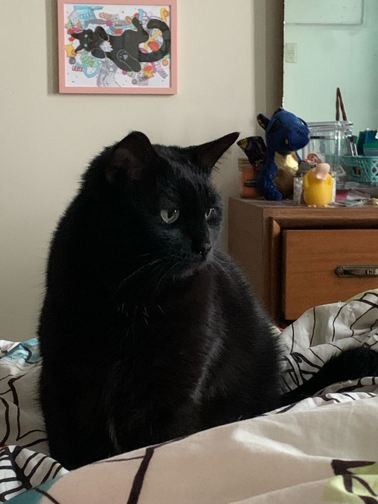 A black cat looks longingly off-screen at a sandwich