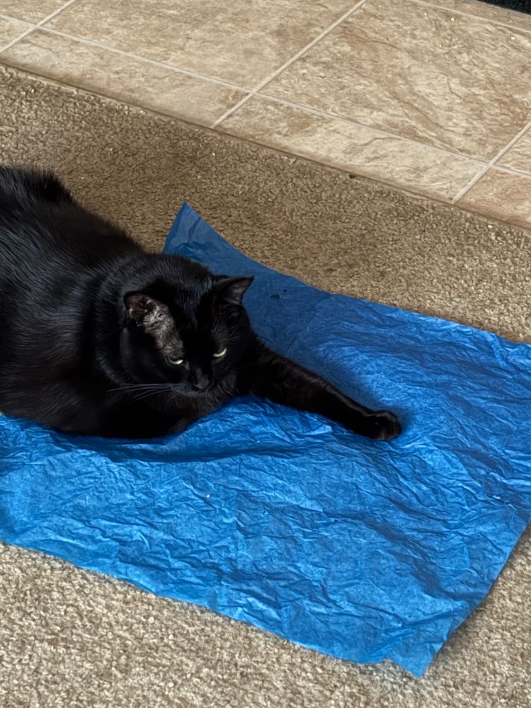 A black cat lays partially on the floor and partially on a sheet of blue tissue paper. One of her front leggies is stretched out quite far, with no sign of the other one