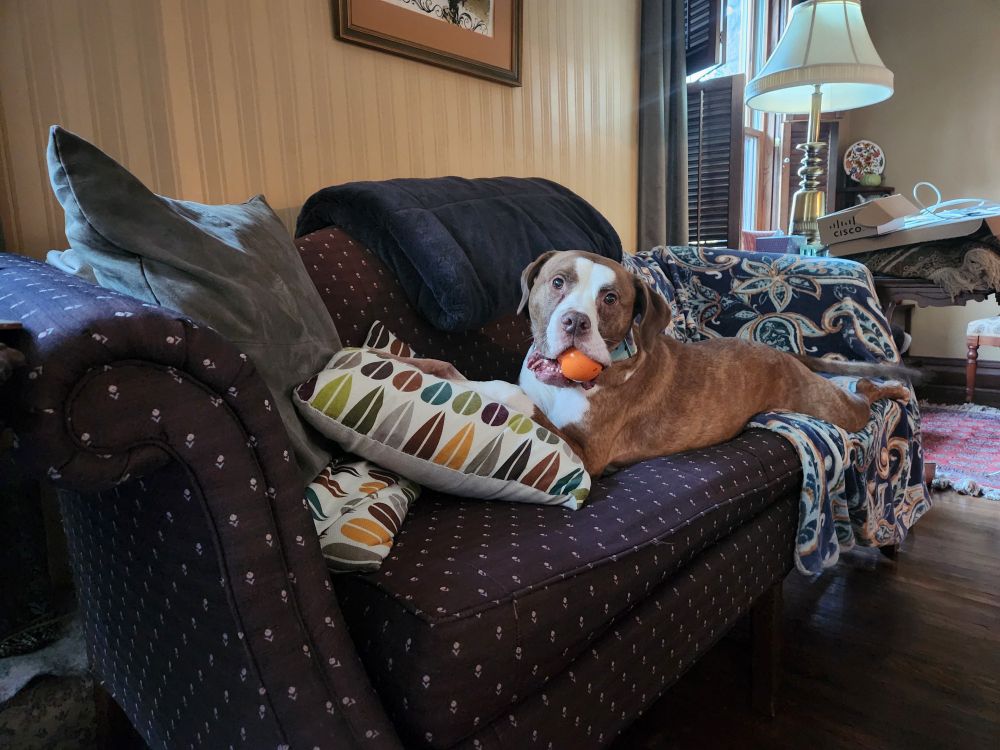 Red Brindle colored dog with white face and chest is stretched full length on a couch and blanket, with front paws resting on a pillow.  He looks at the camera while holding an orange ball in his mouth.  He has found his joy.