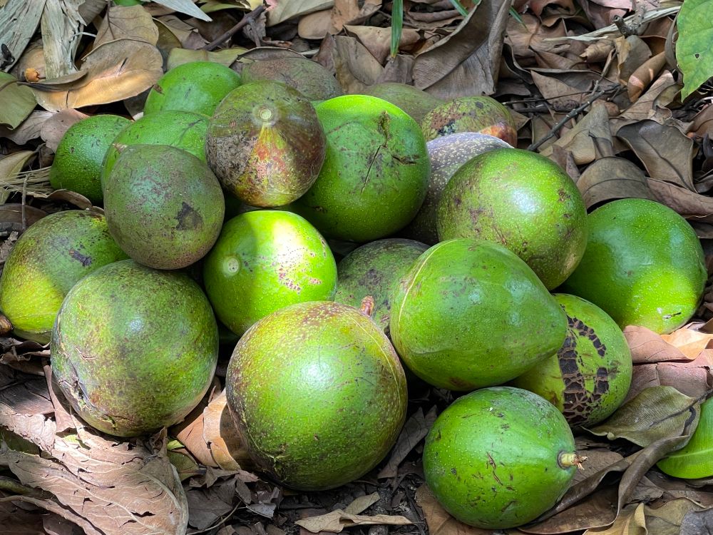 I was picking avocados 🥑 