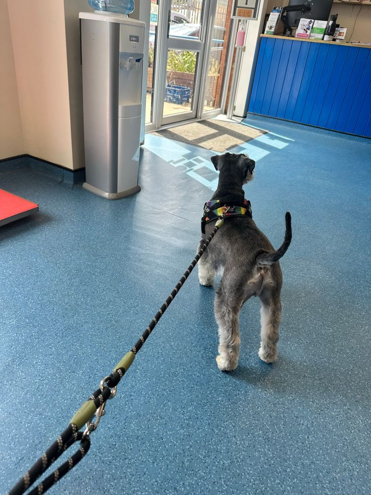 A mini schnauzer in a vet 