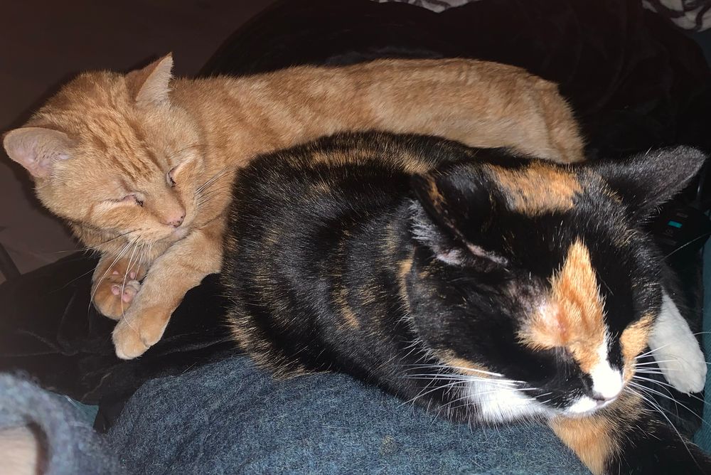 Katten Zippo en Zoe liggen te slapen op mijn schoot