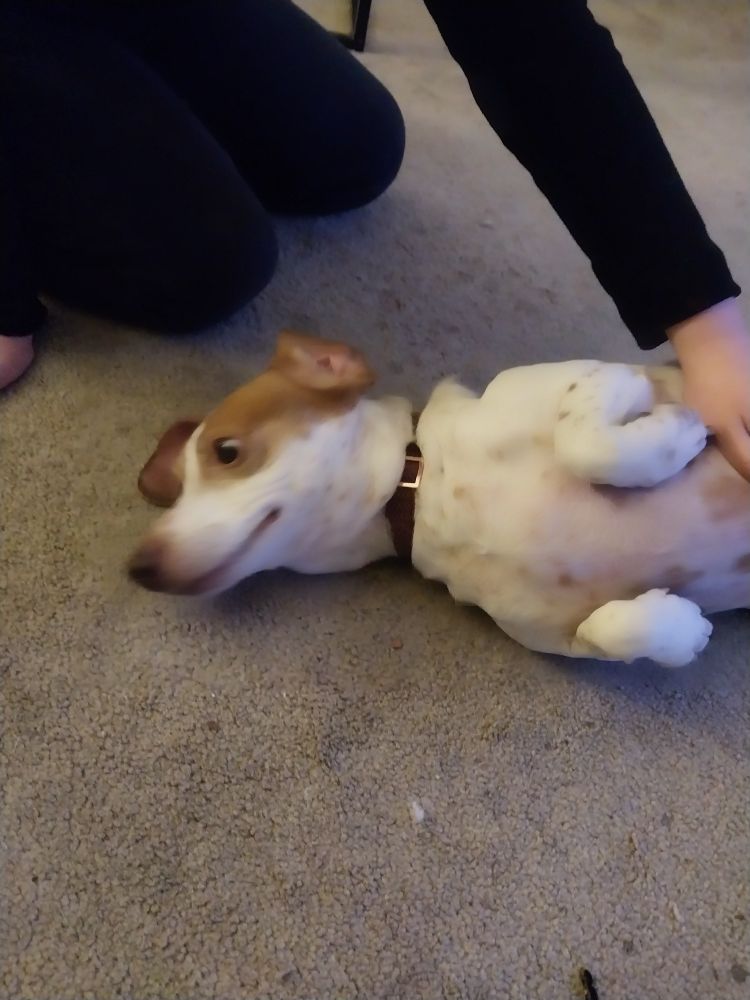 My dog Parker, who is long and white with brown spots looks wide eyed towards off camera.