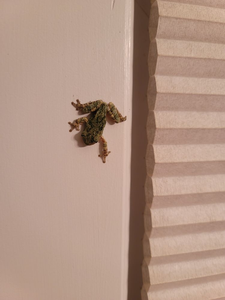 A small frog hanging out upside down on a wide window casing next to an accordion blind