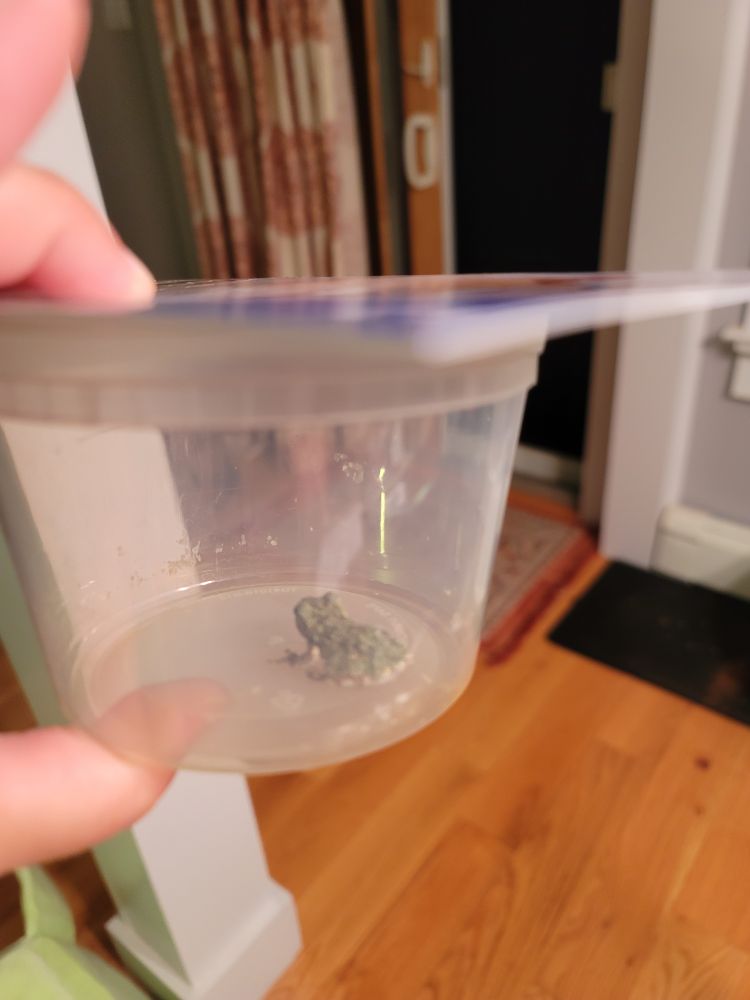 Same tiny frog, now safely confined to a takeout container so the cats don't get to it before I can release it outside