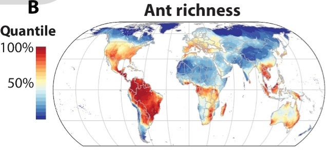 Map of ant richness globally from Kass et al. (2022) Science. Northern Australia doesn't look very species rich but this may be because of a large number of undescribed species