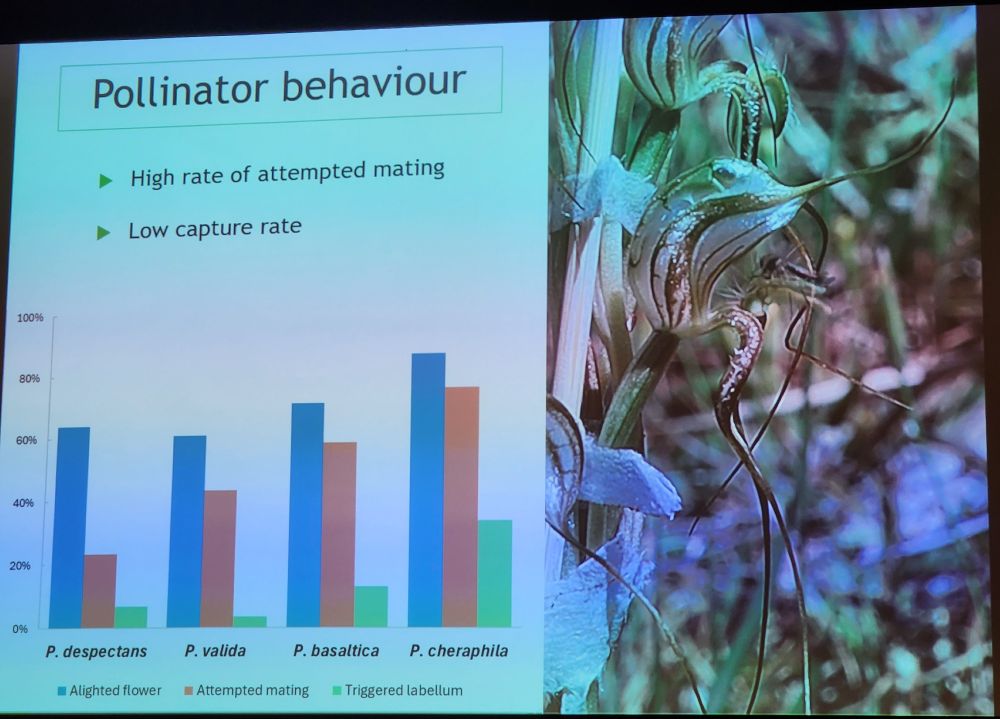 Photo of a slide with the title "Pollinator behaviour", and bullet points "high rate of attempted mating" and "low capture rate". A graph shows that, for four species of Pterostylis orchid, more fungus gnat pollinators alighted on the flower and attempted mating than triggered the labellum (necessary for pollination to occur). An image on the left shows one species of Pterostylis with a visiting fungus gnat