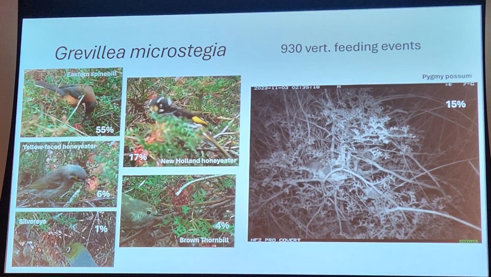 Photo of a slide entitled "Grevillea microstegia", with images of the many vertebrate pollinators found visiting this plant's flowers, including the eastern spinebill (55% of visits), new holland honeyeater (17%), pygmy possum (image in black-and-white as taken at night, 15% of visits), yellow-faced honeyeater (6%), brown thornbill (4%), silvereye (1%)