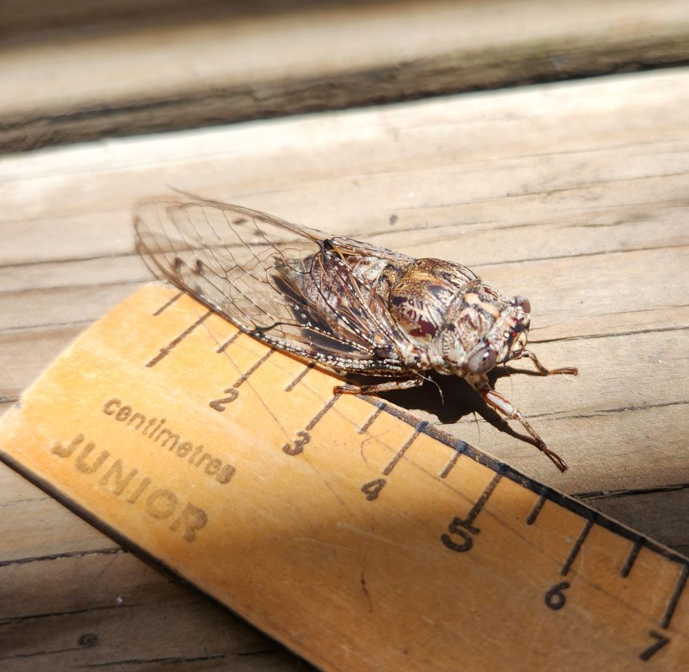 Floury baker cicada conveniently posing beside a ruler for scale (may have been set up)