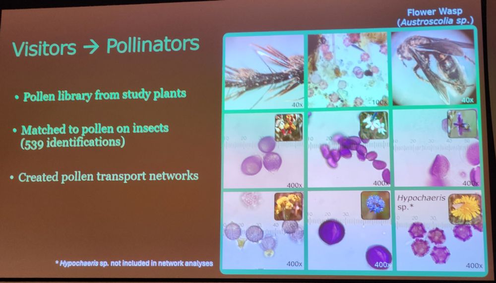 A photo of a slide entitled "Visitors -> Pollinators", with bullet points that state "pollen library from study plants", "matched to pollen on insects (539 identifications)", "created pollen transport networks". Images on the right hand side of the slide show close up photos of a pinned Flower Wasp specimen (Austroscolia sp.) bearing a mix of pollen grains. Other images show pollen grains from 5 native and 1 non-native plant species, with the clarification that the non-native species (Hypochaeris sp.) was not included in network analyses
