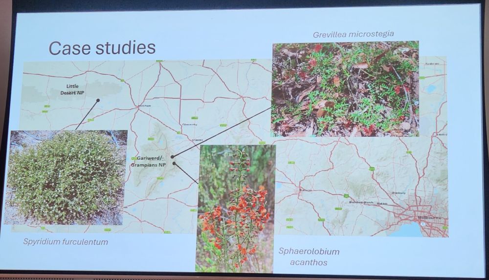 Photo of a slide showing a map of western Victoria, with photos of three rare plant species and their approximate distributions in Grampians NP and Little Desert NP. The species, all shrubs, are Spyridium furculentum, Sphaerolobium acanthos and Grevillea microstegia