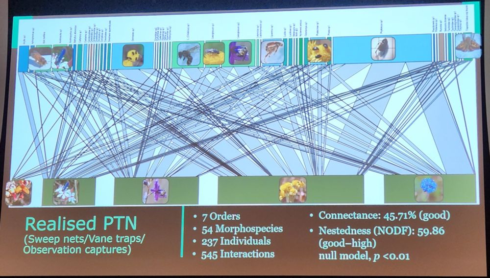 A slide showing a bipartite pollination network, with insect pollinator morphospecies on the top and flowering plant species on the bottom. Text below the network states that 545 interactions were detected overall, with 237 individuals from 54 morphospecies of insects in 7 orders (and 5 flowering plant species), with high connectedness in the network