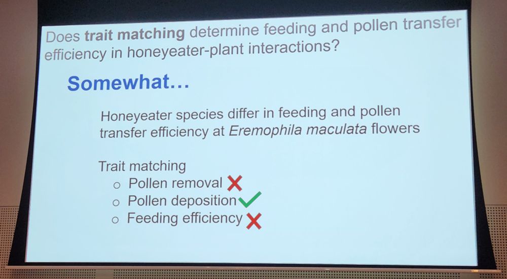 A slide posing the question, "Does trait matching determine feeding and pollen transfer efficiency in honeyeater-plant interactions?" and answering this question with "Somewhat... Honeyeater species differ in feeding and pollen transfer efficiency at Eremophila maculata flowers. Trait matching: pollen removal (cross); pollen deposition (tick); feeding efficiency (cross)