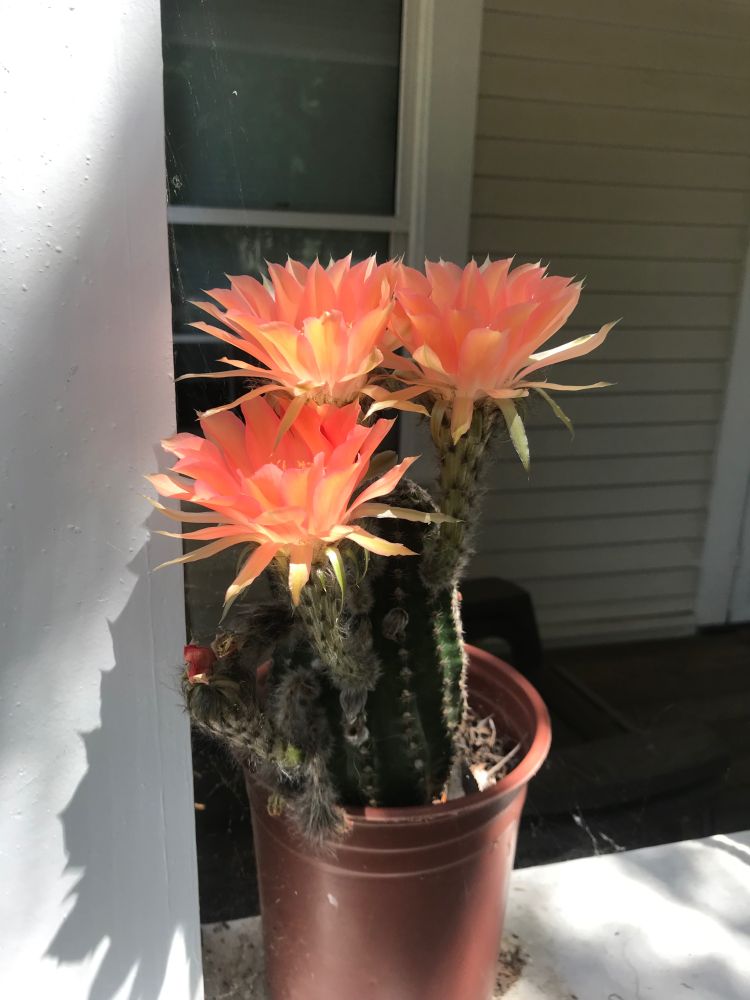 cactus with pink flowers blooming